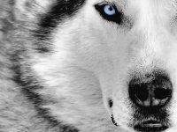 Lobo