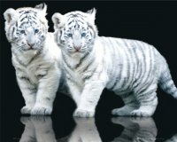 Tigre blanco