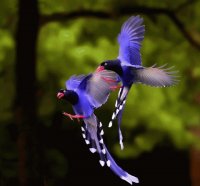 birds