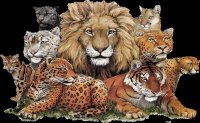 animales