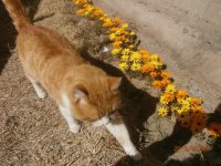 GATITO