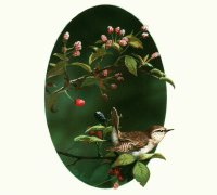 Wren
