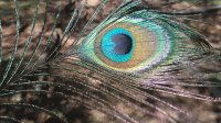 PLUMA PAVO REAL