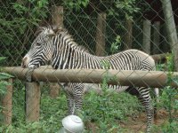 zebra