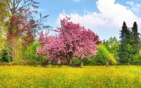 primavera