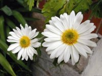 Margaridas