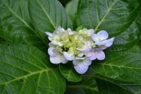Flor silvestre