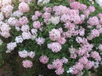 Snowball bush turns pink in the fall