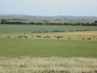 En el campo bonaerense. Argentina