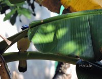 Aves PenÃ­nsula de YucatÃ¡n