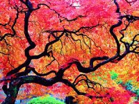 colori