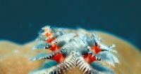 coral