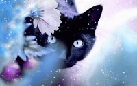 beautiful cat