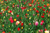 flores de colores