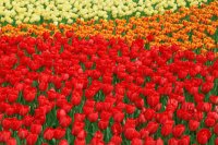 tulipànes de colores