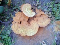 St. Albert Alberta Fungus