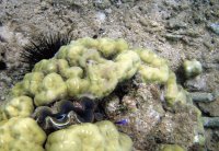 Rencontres dans le lagon de Mayotte