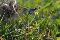 Libélula azul, Junín de los Andes, Argentina