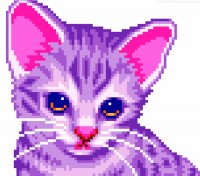 kitten