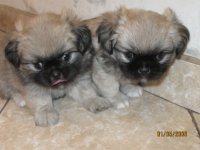 mascotas