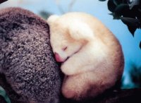 cute animals