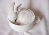 cute animals