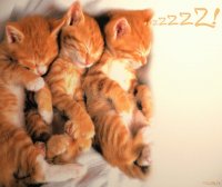 cute animals