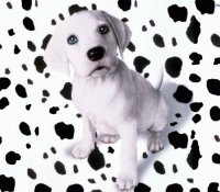 cute animals
