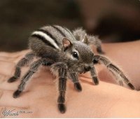 cute animals