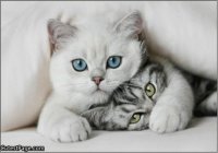 cute animals