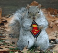 cute animals