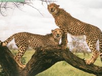 ANIMALES