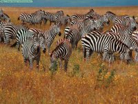 ZEBRAS
