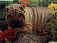 PERRO