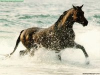caballo