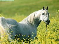 caballo
