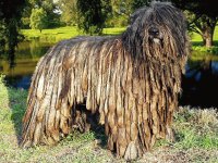 cane da pastore bergamasco