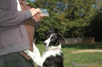 Border collie