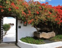 Flores bellas