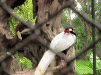 Bird in a Cage, Croc Farm, Pattaya, Thailand