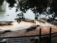 Crocodiles, Croc Farm, Pattaya, Thailand