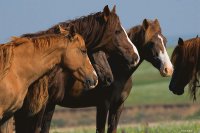 caballos9