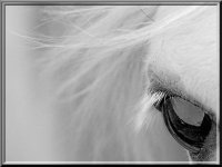 caballos10