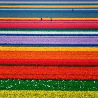 Tulips field Holland