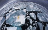 Oso polar