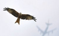 Aves