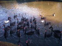 Lago do Parque do Ibirapuera, São Paulo - Brasil