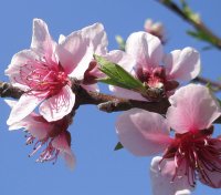 Flor do pessegueiro