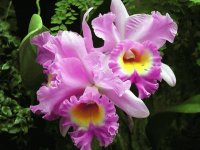 Linda orquídea