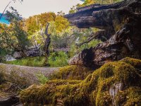 En la Provincia de Neuquén. Argentina